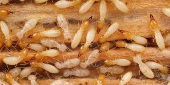Termite Control Rawalpindi